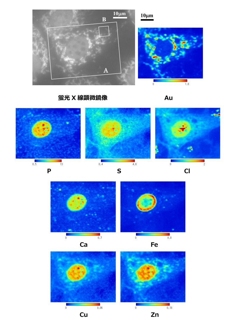 化学固定された細胞の元素分布