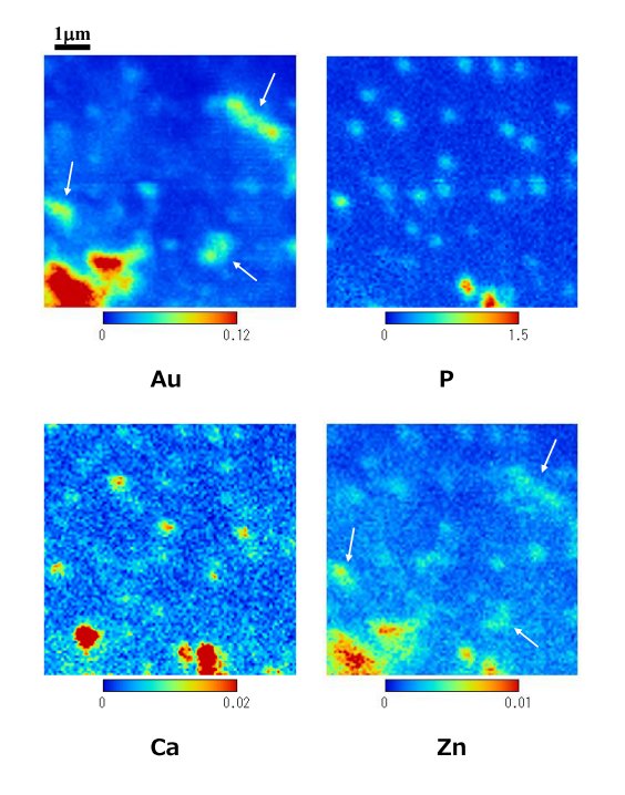 化学固定された細胞の元素分布(高分解能)